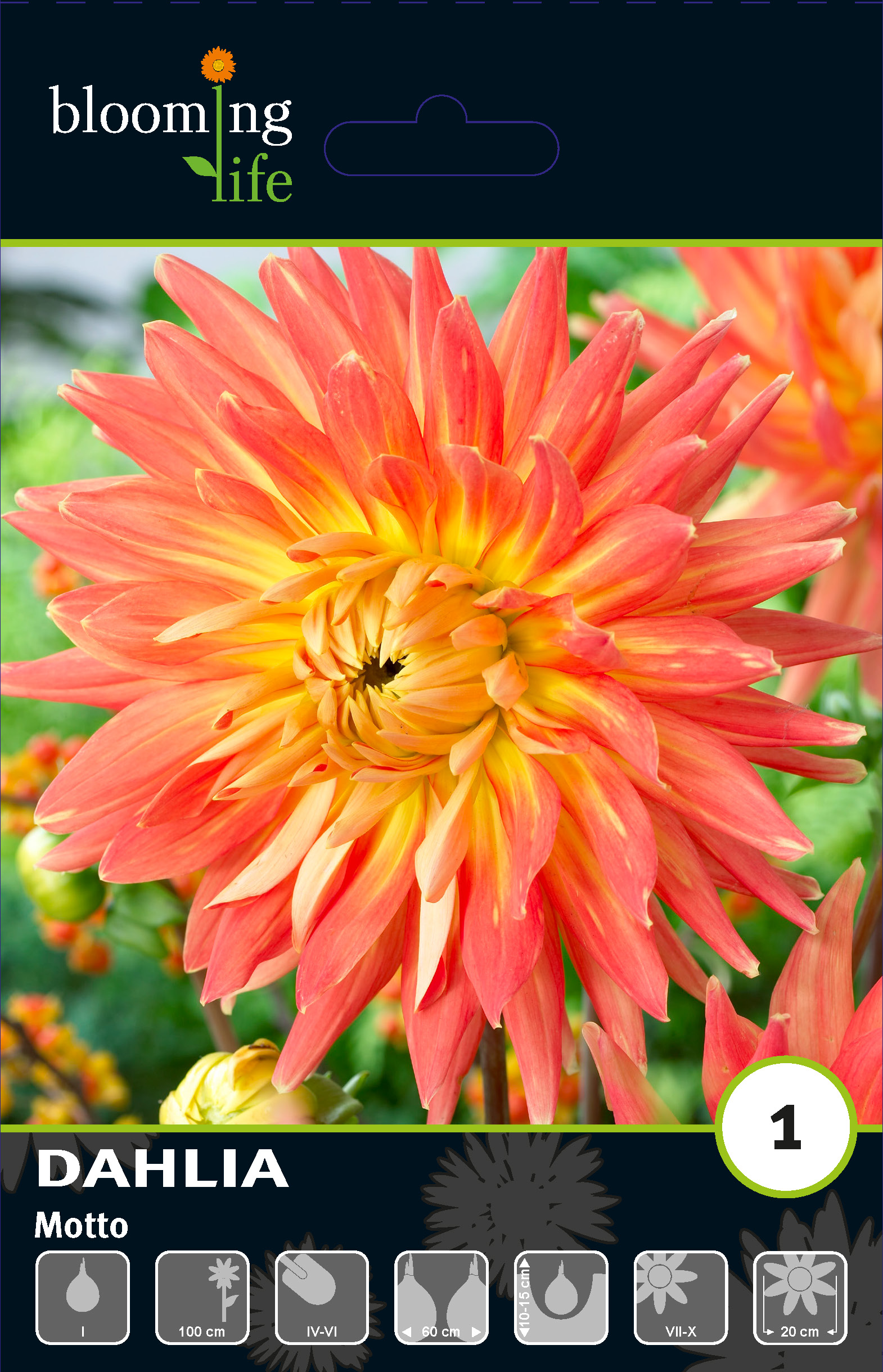 Георгина декоративная Мотто